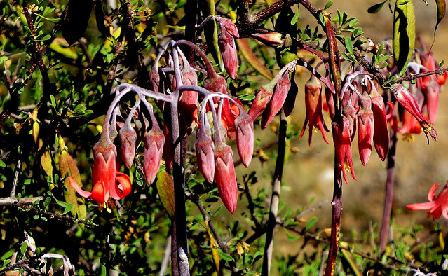SÜDAFRIKA( South-Africa),   KLeine Karoo, Richtung Oudtshoorn,  Seltene Blüten , Name ? ,   22622