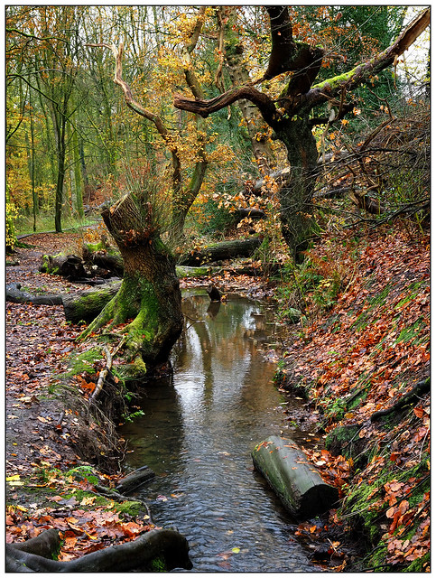 2023-1933 - Sprodley Brook in Fairy Glen near Parbold, Lancs.
