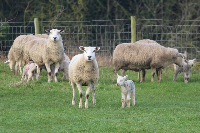 Sheep and Lambs Oakham Rutland Spring 2024