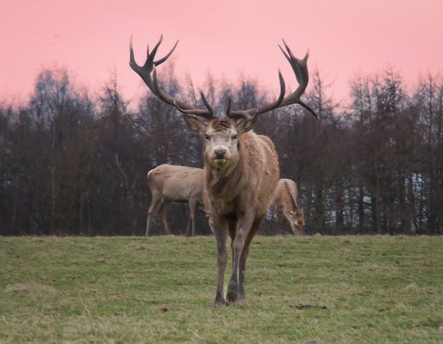 Red Deer Stagg