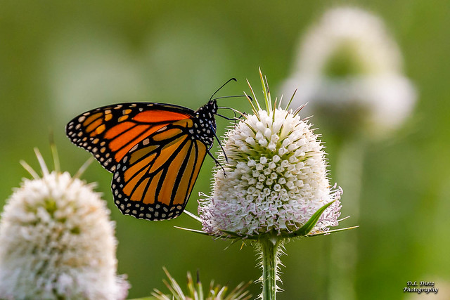 Monarch Butterfly #1 - 2021-08-18