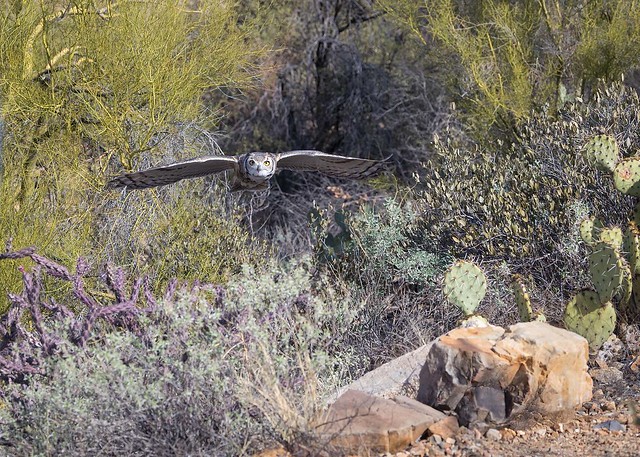 Great Horned Owl during Free-Flight