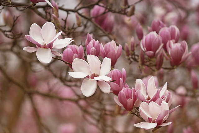 Saucer magnolia blossoms.