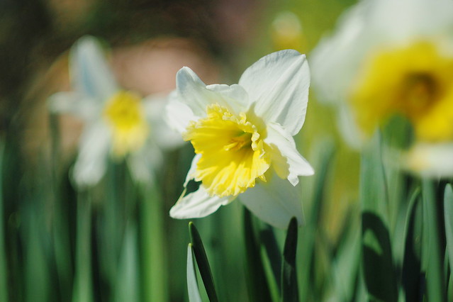 Weiße Narzisse - White daffodil