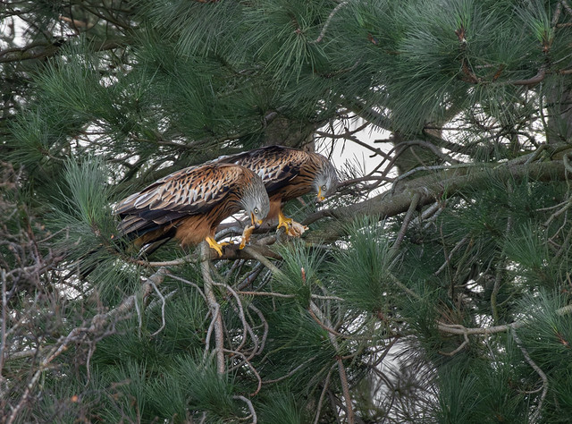 Red Kite lunch 2