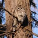 Chouette rayée / Barred owl