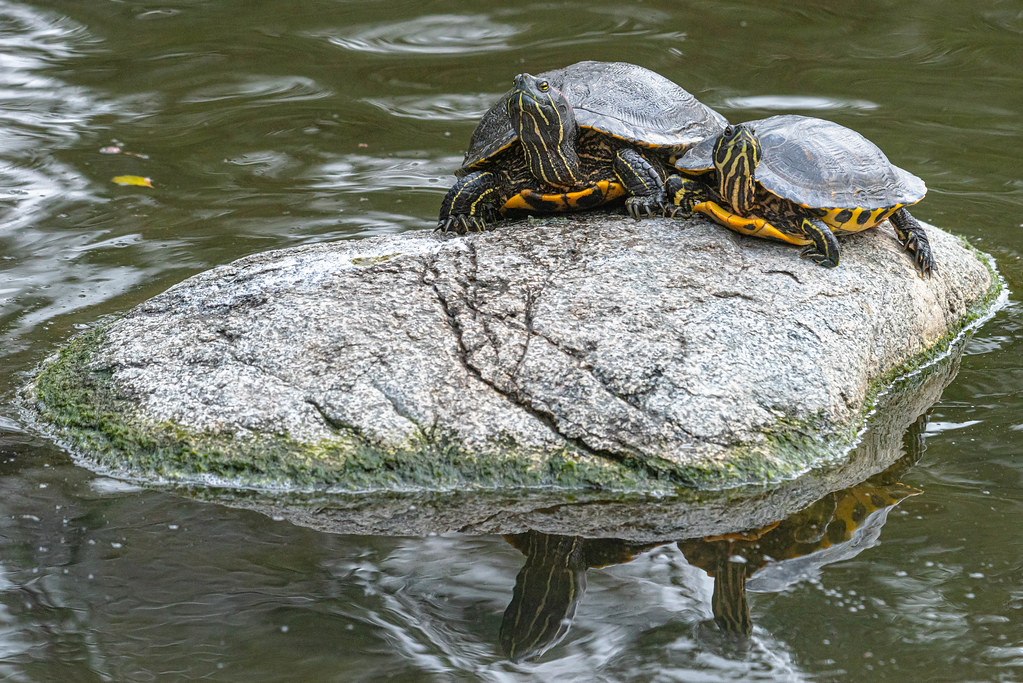Two Turtles on the Rock
