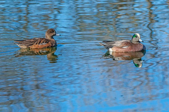 Wigeon Pair With Reflections