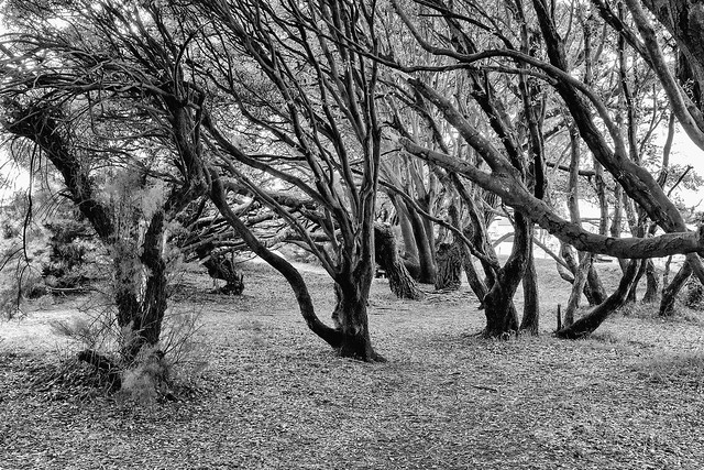 Mudeford - Dancing Trees - Black & White