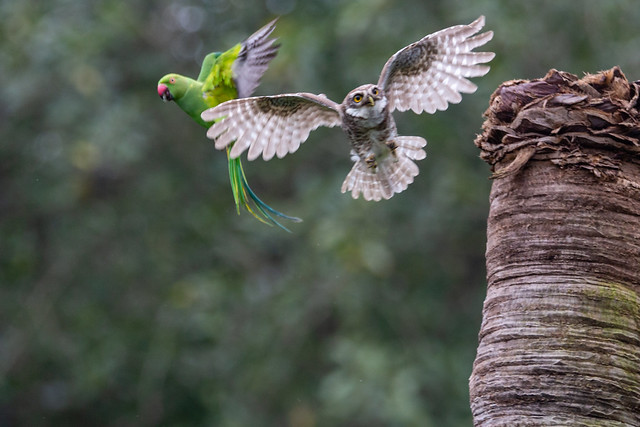 Spotted owlet & Roseringed parakeet fight