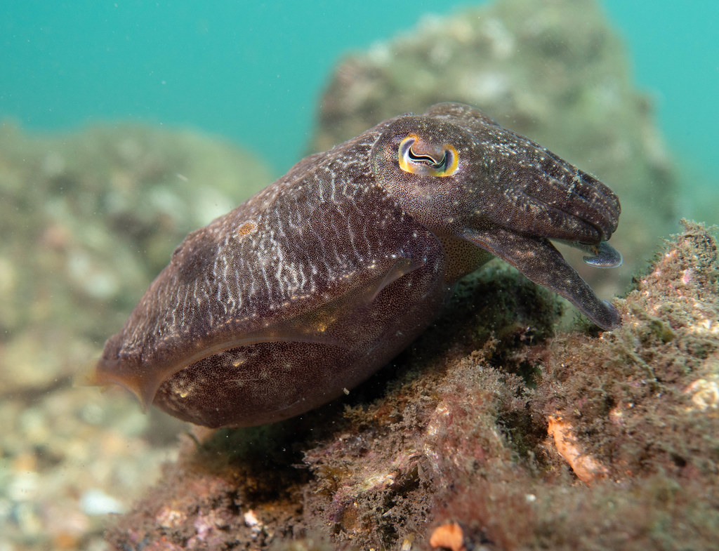 Red cuttlefish