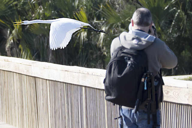 egret -  Orlando Wetlands -  Orange County  Florida