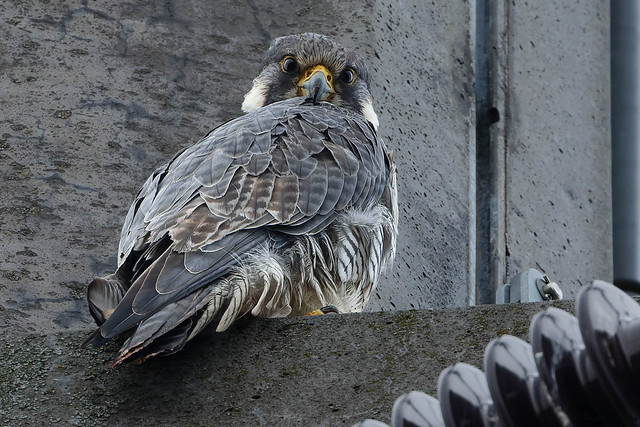 Peregrine Falcon / Faucon pèlerin / Falco peregrinus