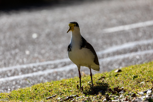 On a sunny autumn morning, startled Masked Lapwing in contemplation at wetland - see the wing spurs that are used when diving at potential predators or intruders including humans