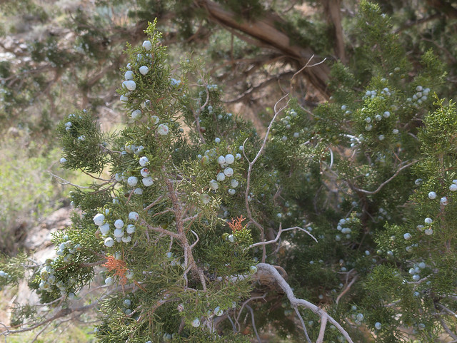 California Juniper (Juniperus californica, Cupressaceae)