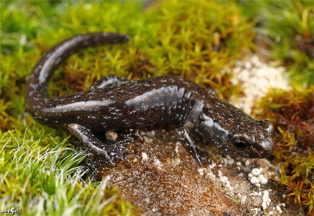 Shasta Black Salamander (Aneides iecanus)