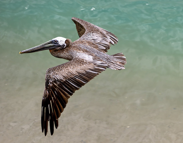 Rincon Pelican