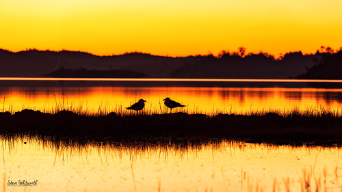 Tamar Silhouette by busso58, Tamar River, Hillwood, Northern Tasmania.australia tasmania tamar river sunset silhouette