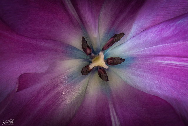 Inside A Tulip