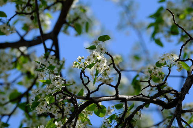 Bradford Pear Blossoms 2.2.24