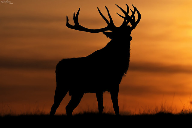Sunset Red Deer Stag Cheshire 151023a