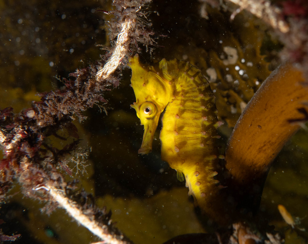 Hippocampus whitei seahorse in the kelp #marineexplorer