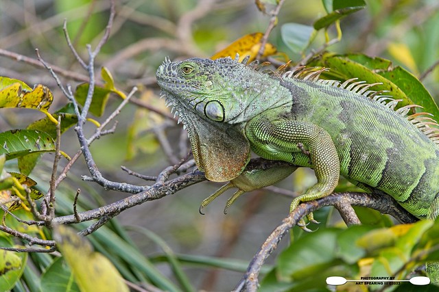 Wakodahatchee Wetlands Green Iguana