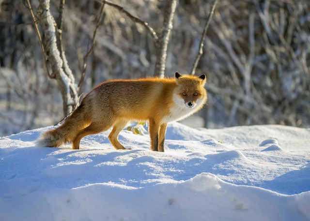 Red Fox - Vulpes vulpes schrencki