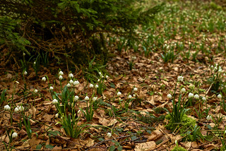 Frühling im Wald