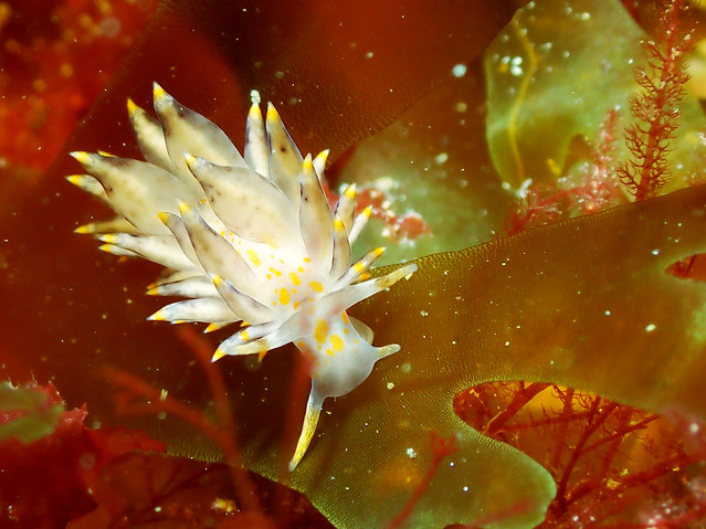 Interesting Nudibranch -  Amphorina andra