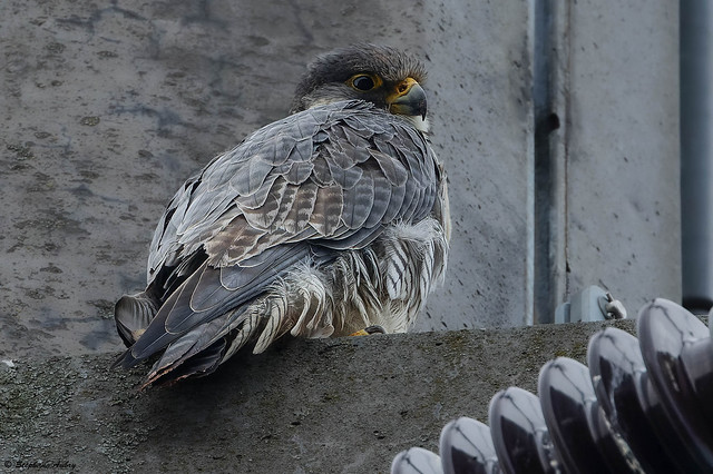 Peregrine Falcon / Faucon pèlerin / Falco peregrinus