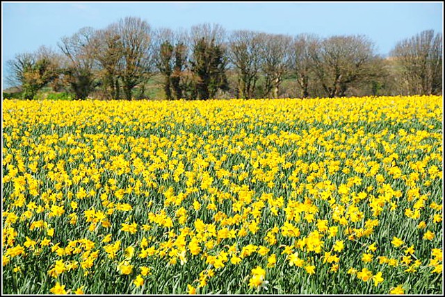 Field of Yellow ..
