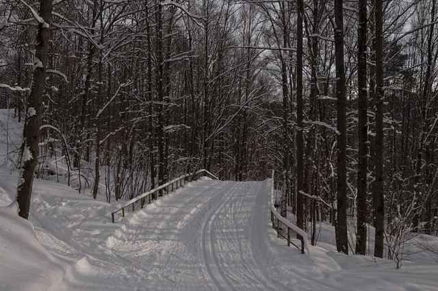 Bridge in the forest