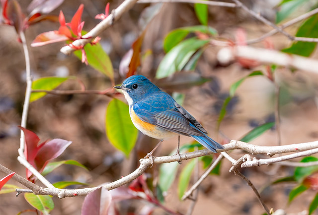 Red-flanked bluetail on a branch of tree.