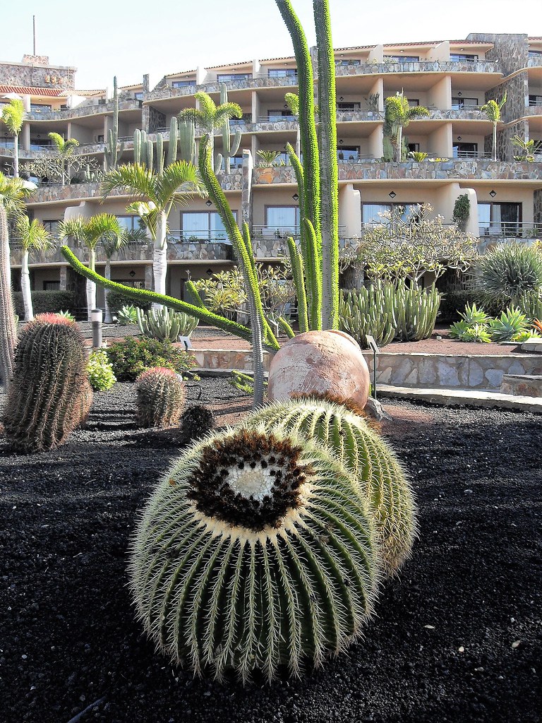 Cactus Giants