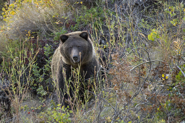 Bear in bushes