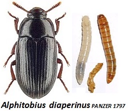 Alphitobius diaperinus