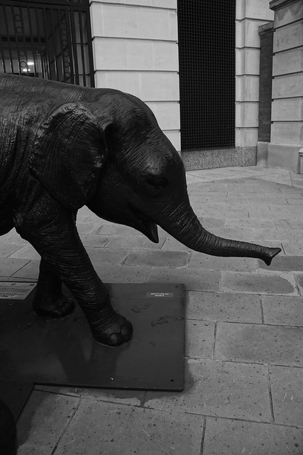 Wild Baby African Elephant, Bailey, male, age 4 months, Wild About Babies, Gillie and Marc (Sculptors), Paternoster Square, St. Pauls Cathedral, City of London, EC1A  (1)