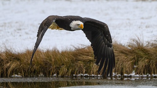Bald Eagle 8227 | by Paul McGoveran