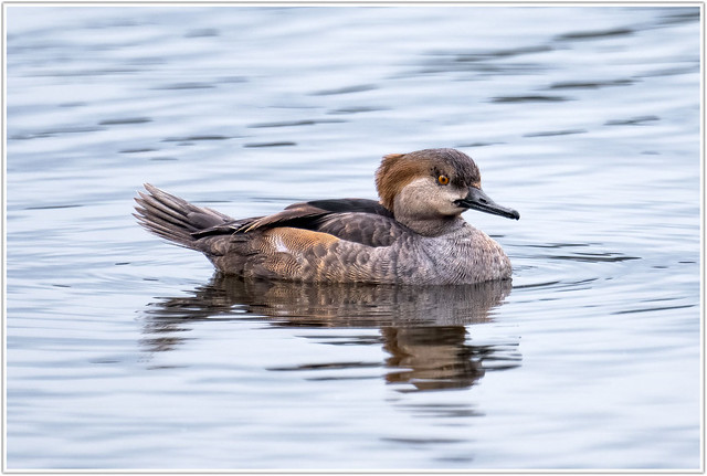Common Hooded Merganser ( not sure its male or female )