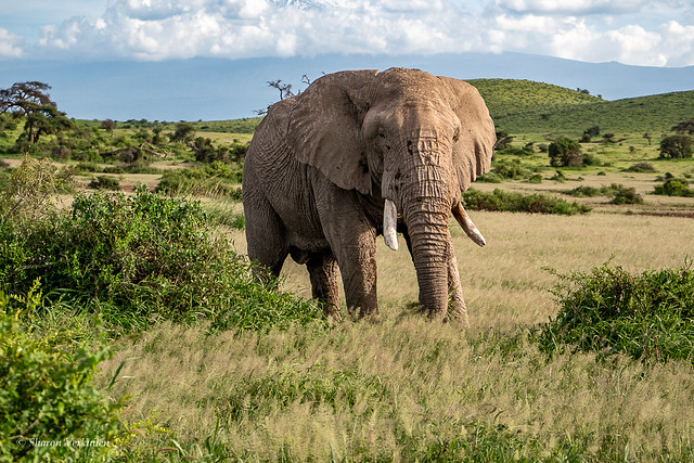Dusty Elephant in Amboseli