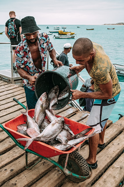 Fishermen unloading fish on the pier of Santa Maria - Sal - Cape Verde