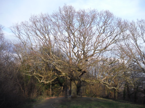 The Oak of Honour on One Tree Hill SWC Walk 421 - Blackheath to Deptford (Hills &amp; Parks of Inner Southeast London)