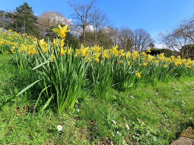 spring in the park