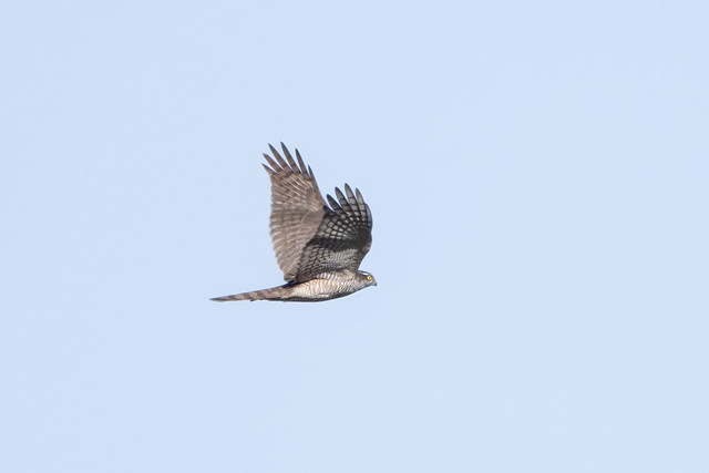 Sparrowhawk, female