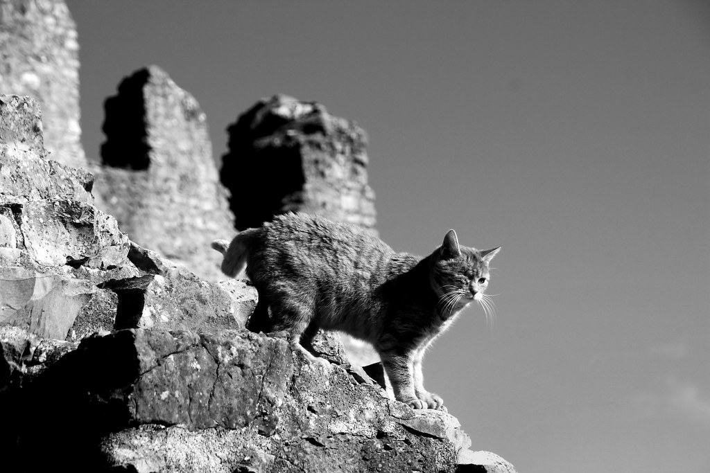 Katze auf der Ruine IMG_1715-001