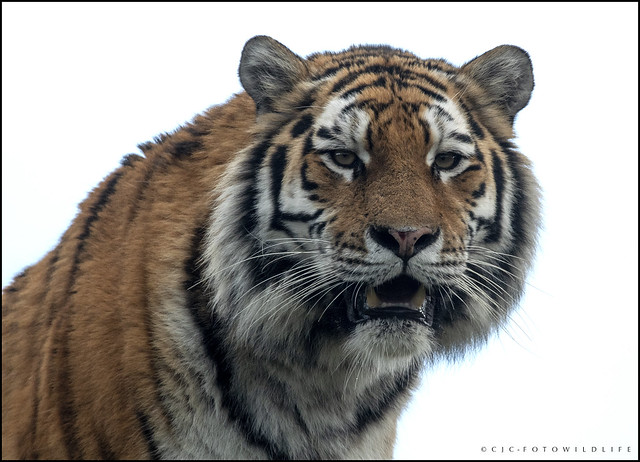 Amur Tiger 'Taiga' Colchester Zoo.