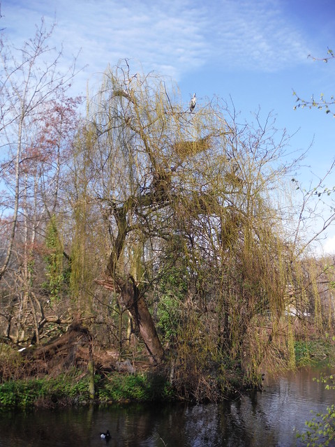 Heron in Tree, Manor House Gardens, Lee SWC Walk 421 - Blackheath to Deptford (Hills &amp; Parks of Inner Southeast London)