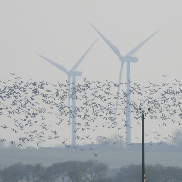 Turbines and Geese at Druridge - Northumberland