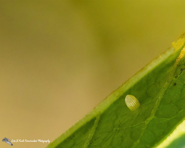 Monarch Egg Underside of Milkweed Leaf